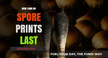 How Long Do Spore Prints Last: A Comprehensive Guide