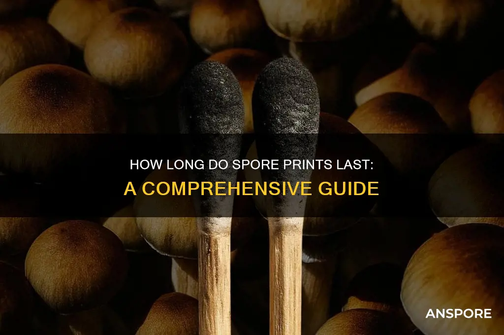 how long do spore prints last