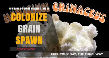 Spore Syringe Colonization Timeline: How Long for Grain Spawn?