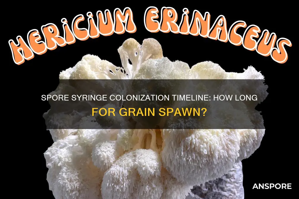 how long do spore syringes take to colonize grain spawn