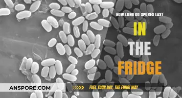 How Long Do Spores Survive in the Fridge? A Guide