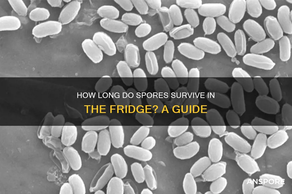 how long do spores last in the fridge