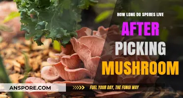 Lifespan of Mushroom Spores: Post-Harvest Survival Explained