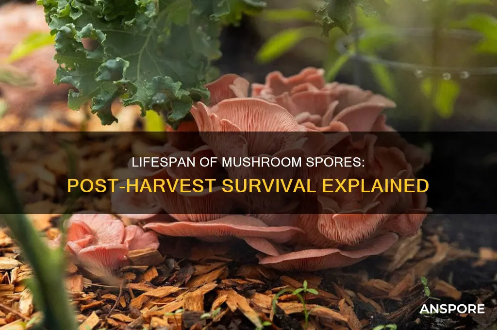 how long do spores live after picking mushroom