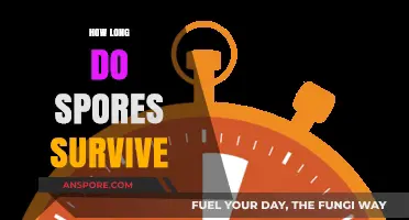 Understanding Spores' Survival Duration: Factors, Conditions, and Longevity Explained