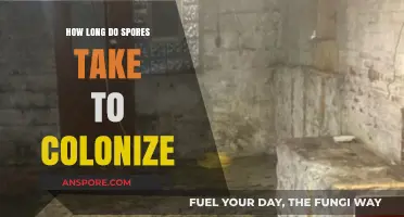 Understanding the Colonization Timeline of Spores in Substrates