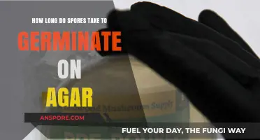 Understanding Spores: Germination Timeframe on Agar Explained