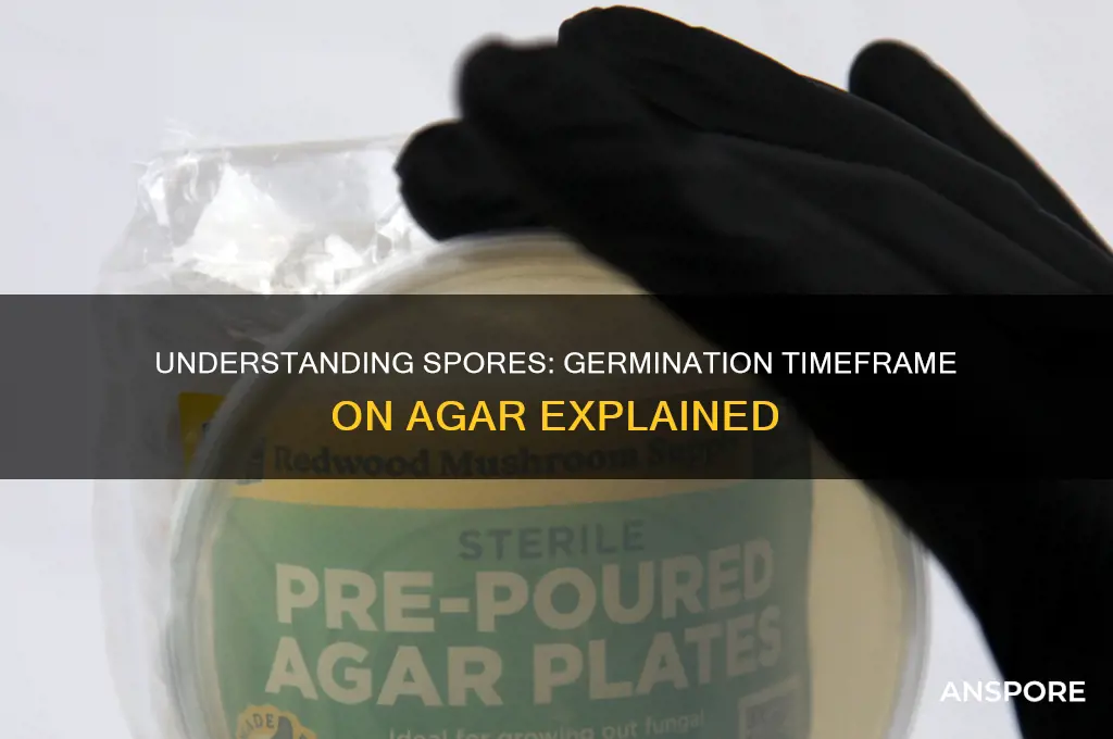 how long do spores take to germinate on agar