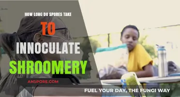 Spores to Shroomery: Inoculation Timeline for Successful Mushroom Cultivation