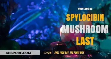 How Long Do Psilocybin Mushrooms Last: Effects, Duration, and Factors