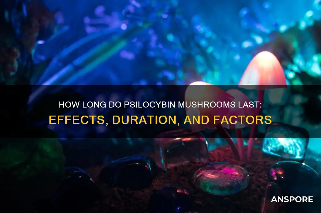 how long do spylocibin mushrooms last