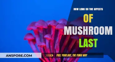 Understanding the Duration of Mushroom Effects: A Comprehensive Guide