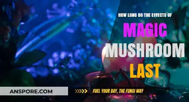 Magic Mushrooms Effects: Duration and Timeline Explained Simply