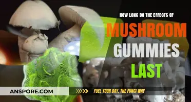 Exploring the Duration of Mushroom Gummies' Effects: What to Expect