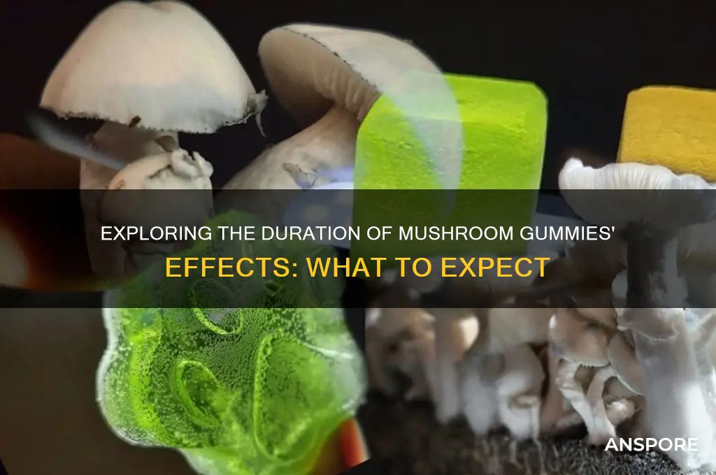 how long do the effects of mushroom gummies last