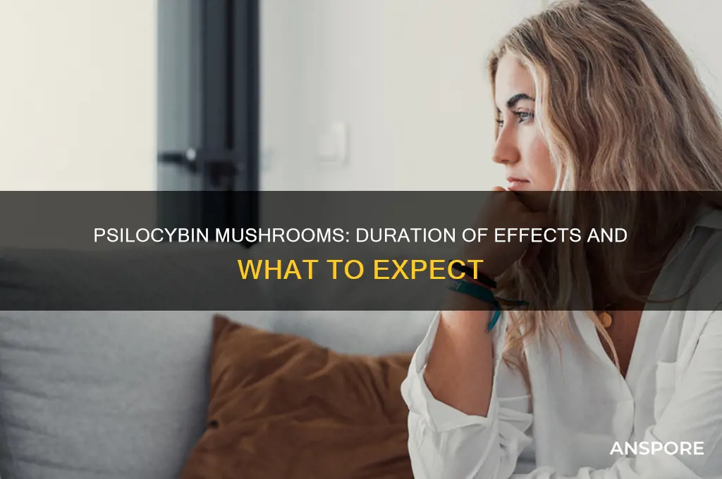 how long do the effects of psilocybin mushrooms last