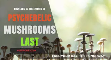 Psychedelic Mushrooms: Duration of Effects and What to Expect