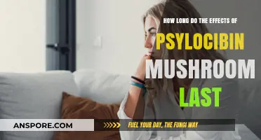 Understanding the Duration of Psilocybin Mushrooms' Effects: A Comprehensive Guide