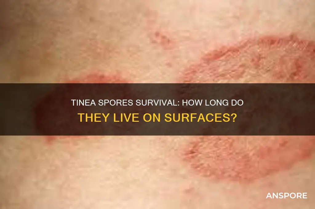 how long do tinea spores live on surfaces