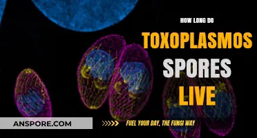 Toxoplasmosis Spores Lifespan: How Long Do They Survive in Environments?