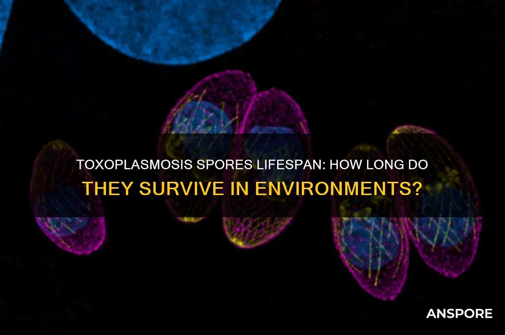 how long do toxoplasmosis spores live
