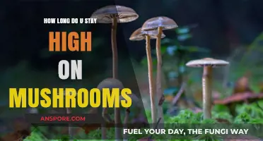 How Long Does a Mushroom High Last? A Comprehensive Guide