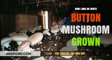 White Button Mushrooms Growth Timeline: From Spawn to Harvest
