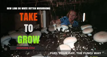 Growing White Button Mushrooms: Timeframe for Harvesting Your Crop