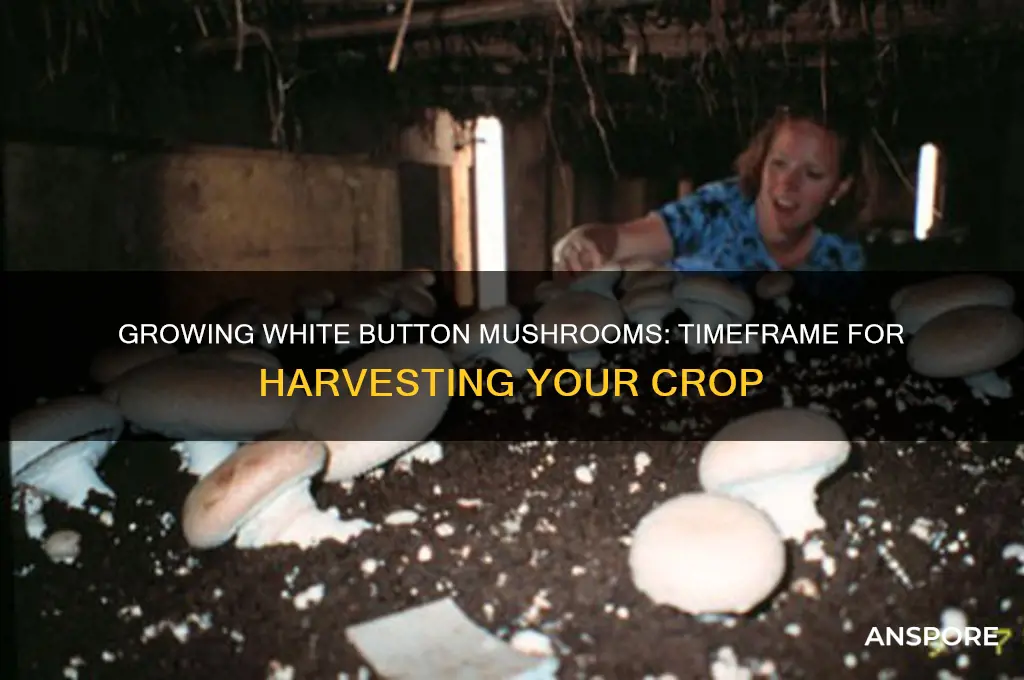 how long do white button mushrooms take to grow