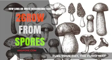Growing White Mushrooms: Timeline from Spores to Harvest Explained