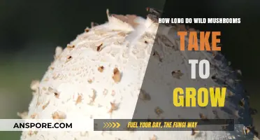 Wild Mushroom Growth Timeline: From Spores to Harvest in Nature