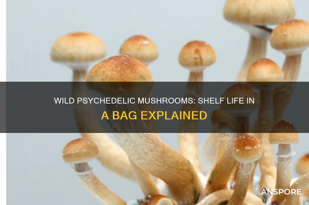 how long do wild psychedelic mushrooms last in a bag