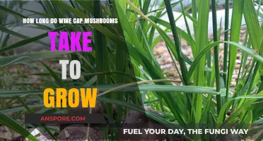 Wine Cap Mushrooms Growth Timeline: From Spawn to Harvest