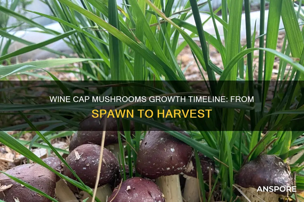how long do wine cap mushrooms take to grow