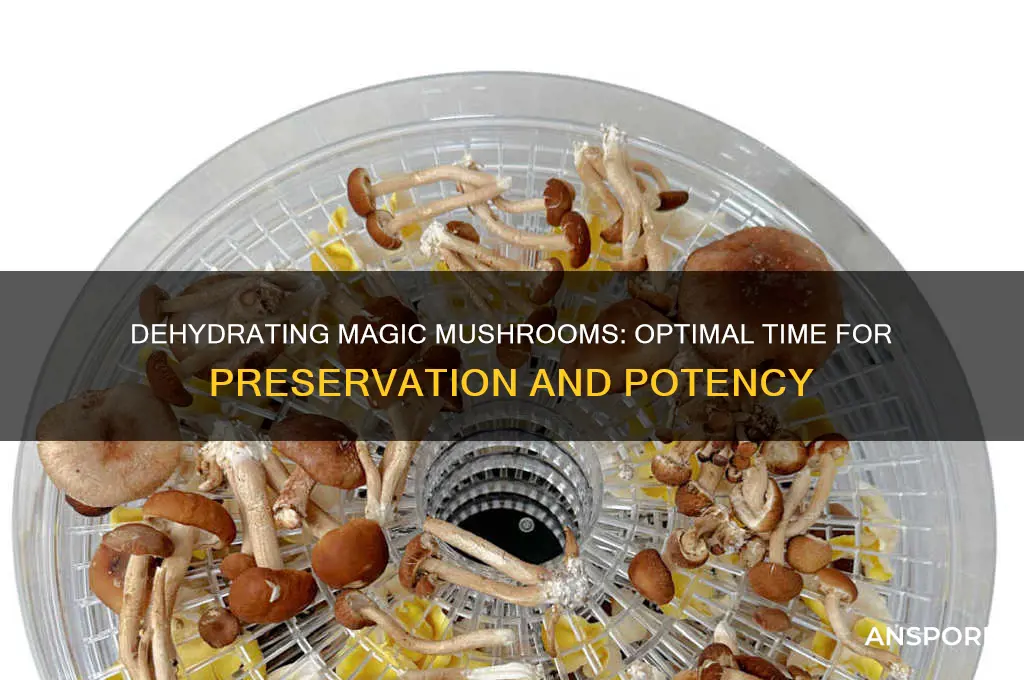 how long do you dehydrate magic mushrooms