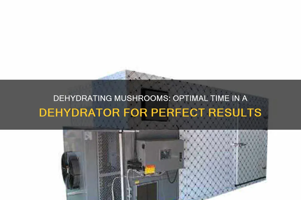 how long do you dehydrate mushrooms in a dehydrator