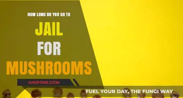 Jail Time for Mushroom Possession: Understanding Legal Penalties and Consequences