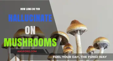 Understanding Mushroom Hallucination Duration: How Long Do Effects Last?