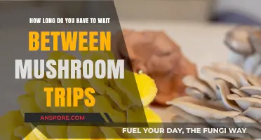 Safe Spacing: Optimal Time Between Mushroom Trips for Mindful Exploration