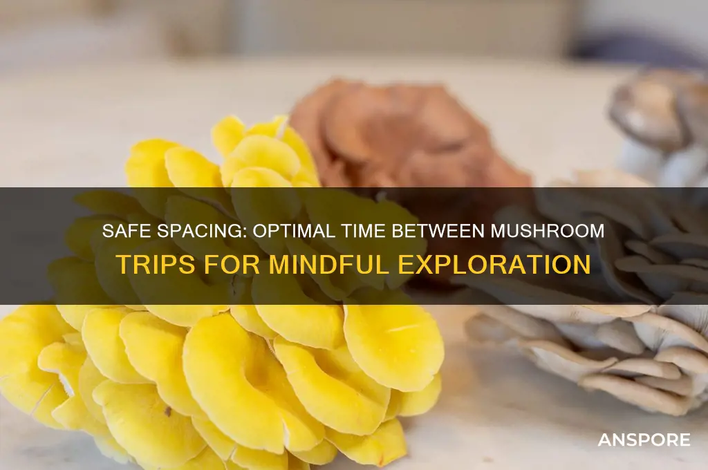 how long do you have to wait between mushroom trips