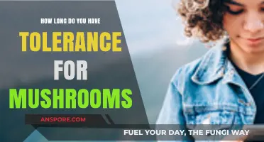 Understanding Mushroom Tolerance: How Long Does It Last and Why?