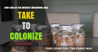 Incubating Mushroom Jars: Colonization Timeline and Optimal Conditions