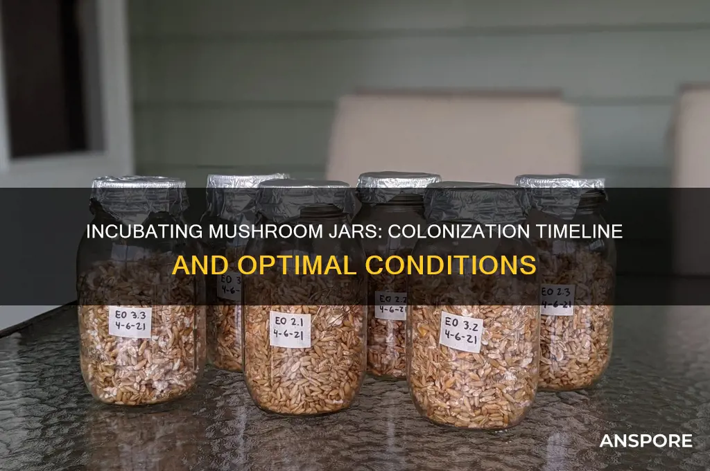 how long do you incubate mushroom jars take to colonize