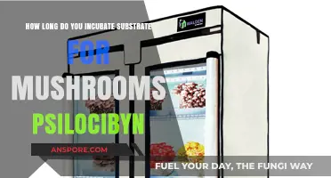 Perfect Psilocybin Mushroom Substrate Incubation: Optimal Time and Techniques