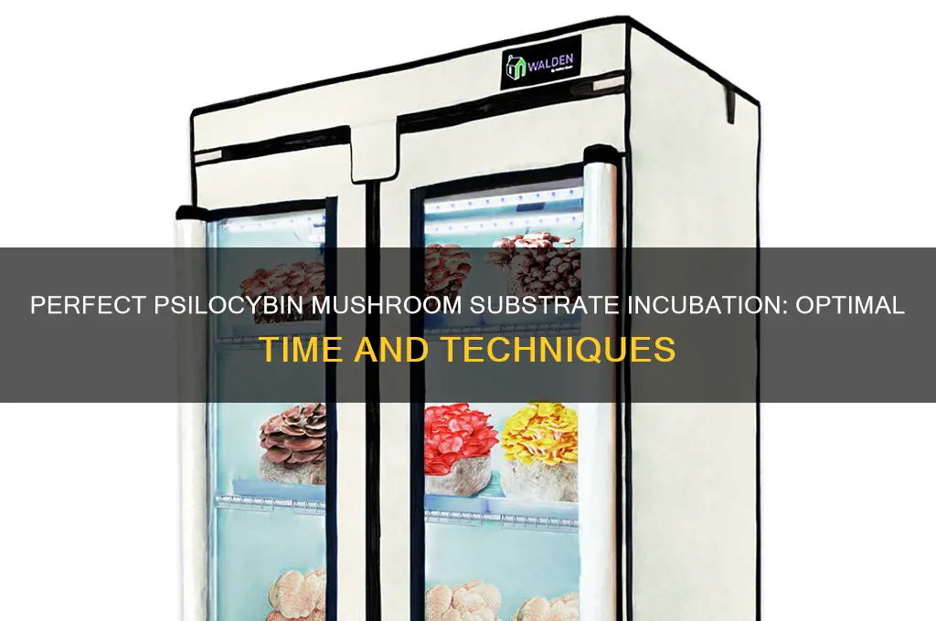 how long do you incubate substrate for mushrooms psilocibyn