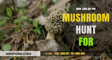 Optimal Duration for Mushroom Hunting: Tips for a Successful Foray