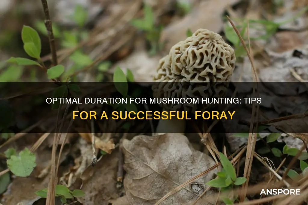 how long do you mushroom hunt for