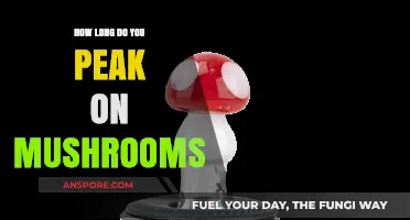 Exploring the Duration of Peak Effects When Using Magic Mushrooms