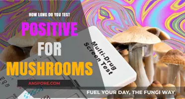 How Long Do Mushrooms Stay Detectable in Your System?