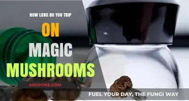 Magic Mushrooms Trip Duration: How Long Does the Journey Last?